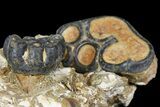 Two Desmostylus Molars (Hippo-Like Animal) In Rock - California #154323-5